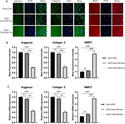 Degenerative Nucleus Pulposus Cells Derived Exosomes Promoted Cartilage Endplate Cells Apoptosis and Aggravated Intervertebral Disc Degeneration 